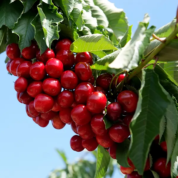 Cerezas de Ricla
